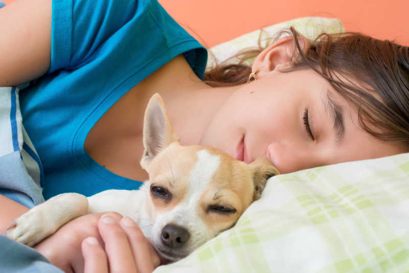 可爱的女孩和她的小奇瓦瓦狗狗睡觉