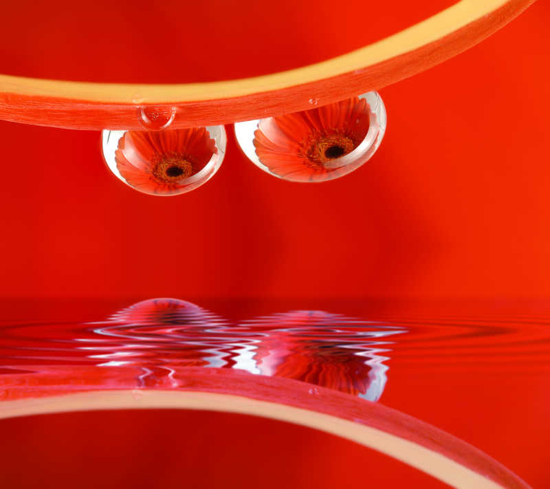 红色背景水滴里的雏菊