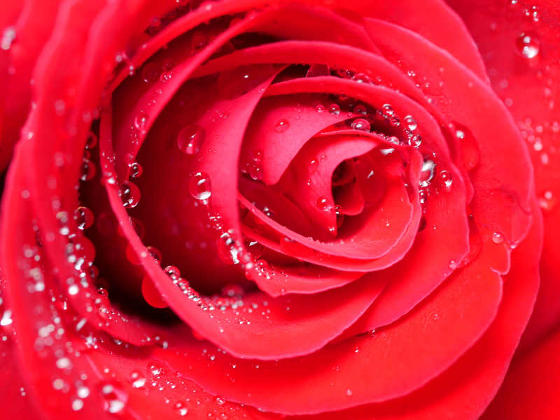 红玫瑰加水滴
