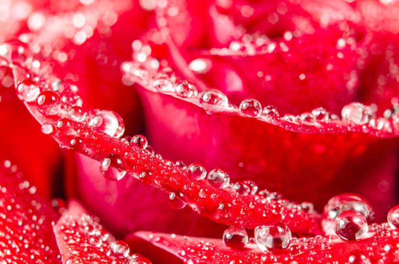 玫瑰花朵与花朵上的水滴