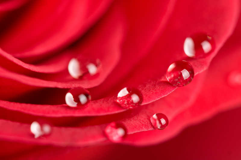 红玫瑰上的水滴的特写