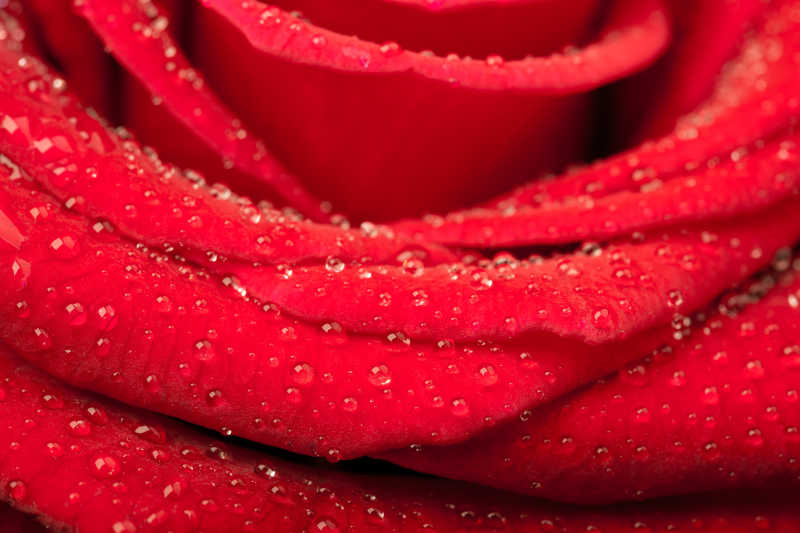 红玫瑰上水滴的特写