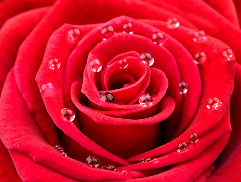 红玫瑰上的小水滴