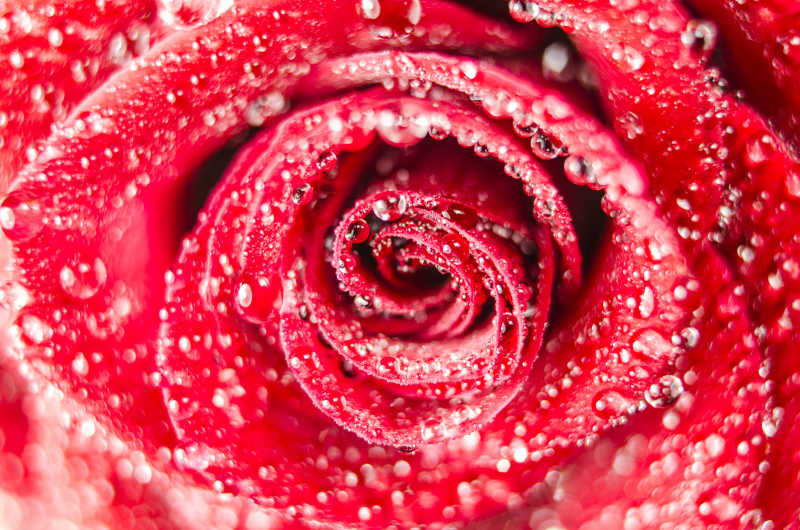玫瑰花朵与玫瑰上密布的水滴