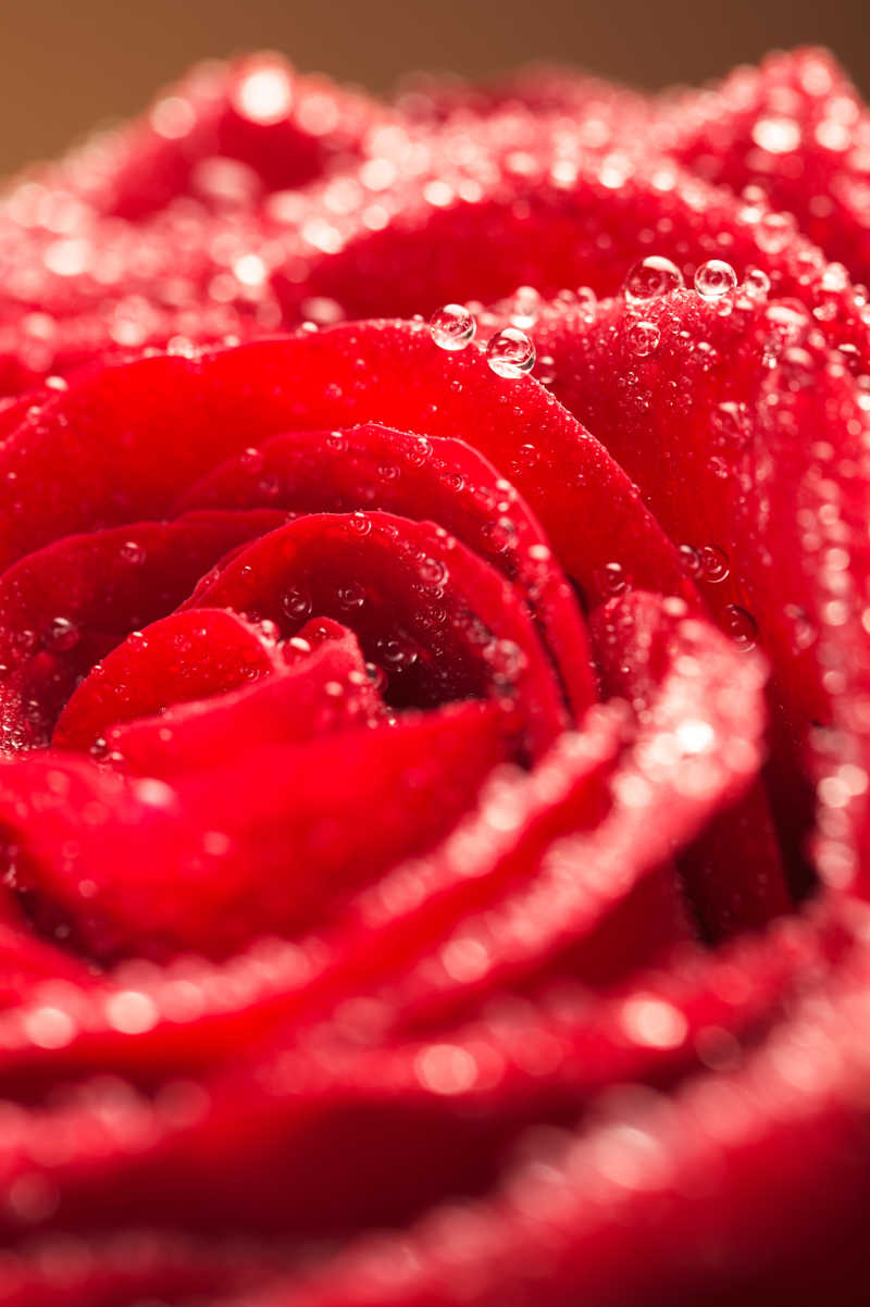 玫瑰花朵特写与上面的水滴