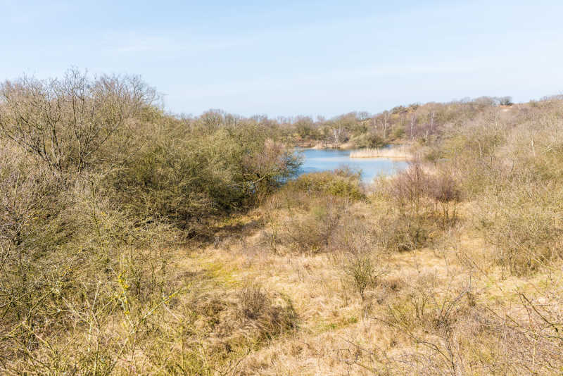 春天的沙丘和树木