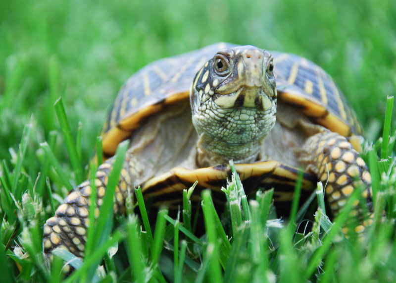草地上的爬行乌龟