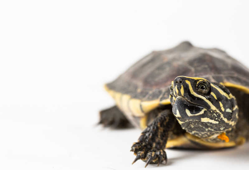 白色背景乌龟头部特写