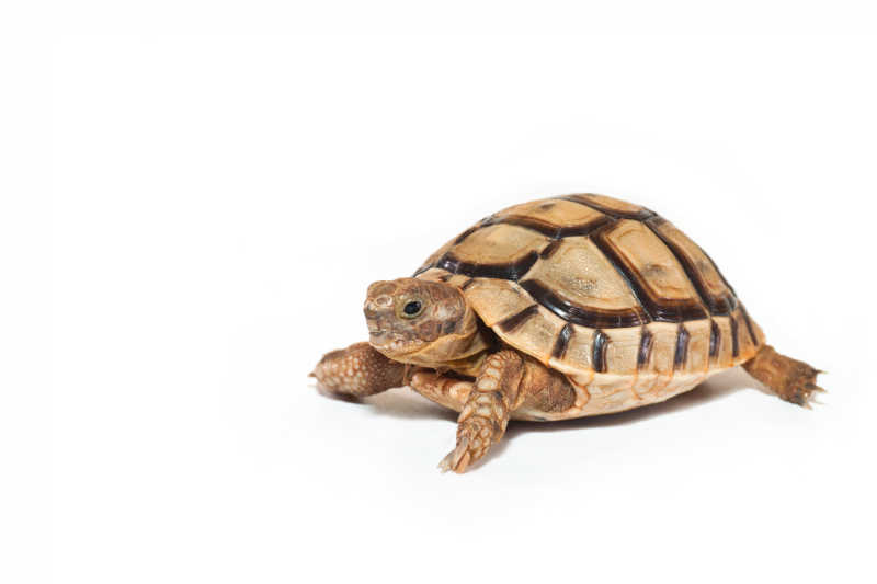 白色背景上的乌龟