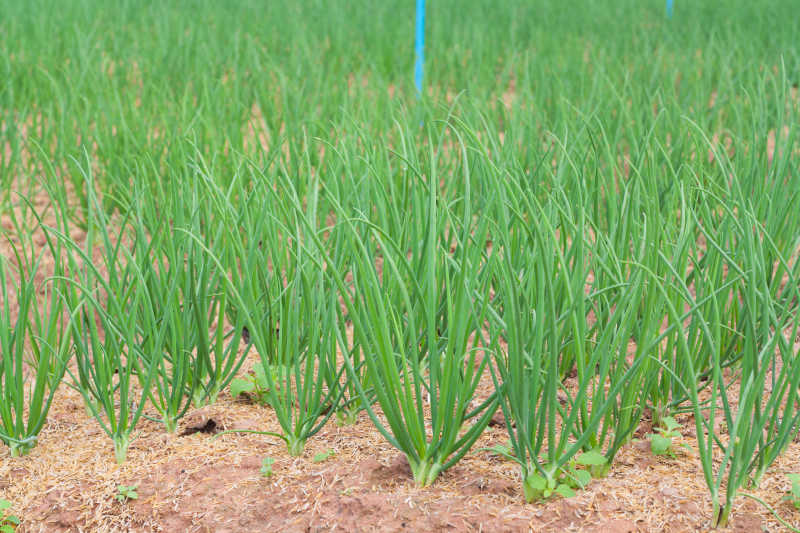 新鲜的蔬菜配菜葱