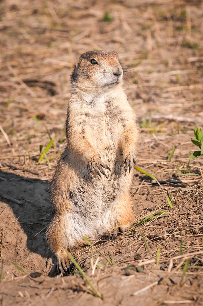草原犬鼠站在地上