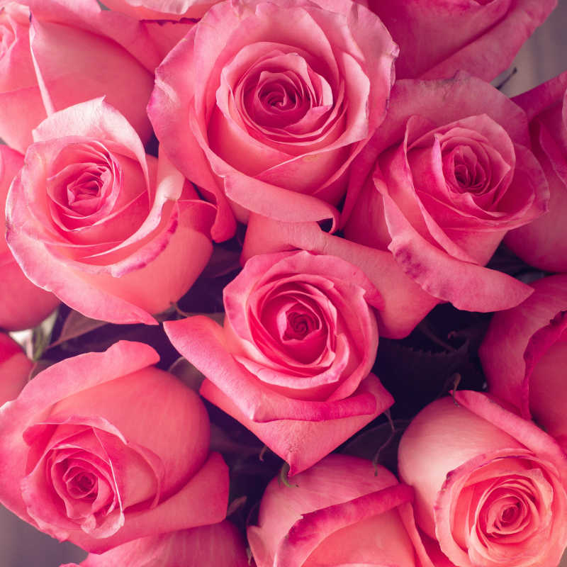 情人节或母亲节背景与粉红玫瑰