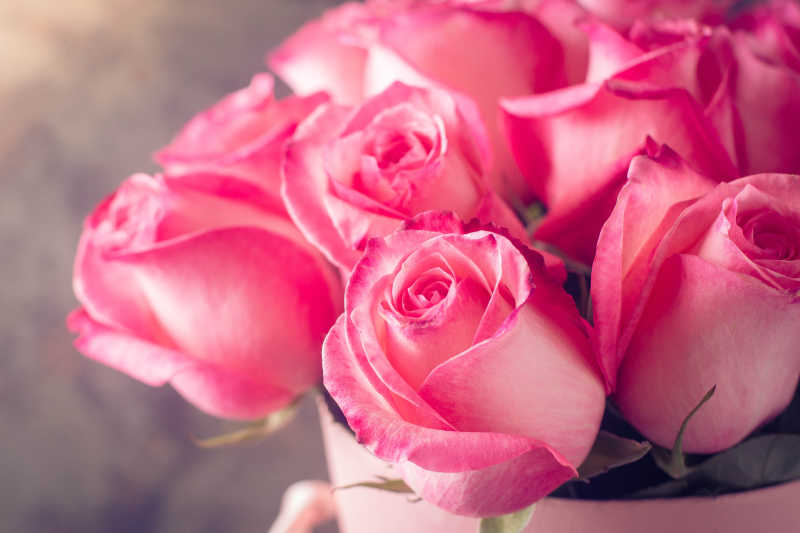 情人节或母亲节与粉红玫瑰