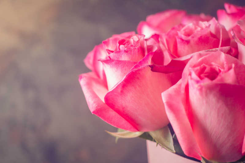 情人节或母亲节送人的粉红玫瑰
