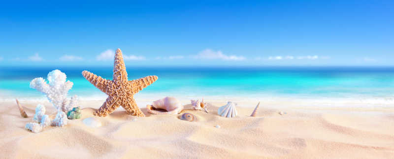 热带海滩上的海星和海螺