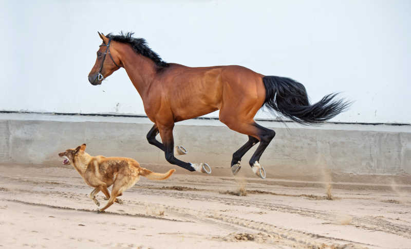 马和狗一起玩耍奔跑