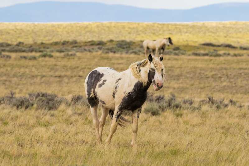 荒野上野马特写