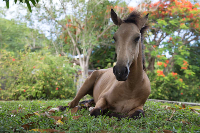 幼马躺在草地上