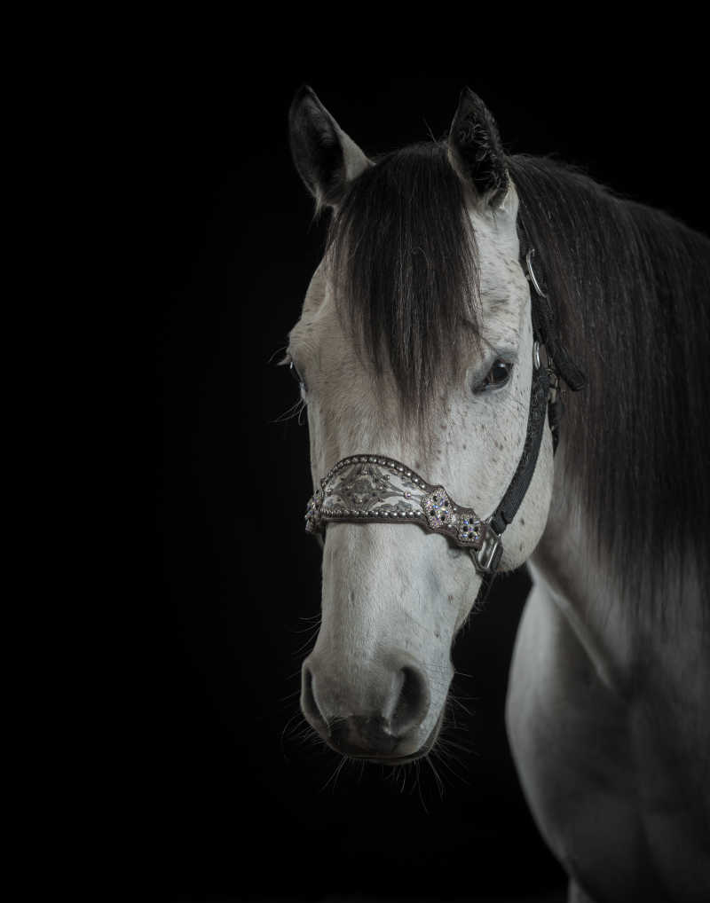 黑色背景下的灰色马头部特写