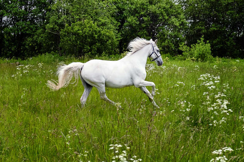 一对美丽的白马