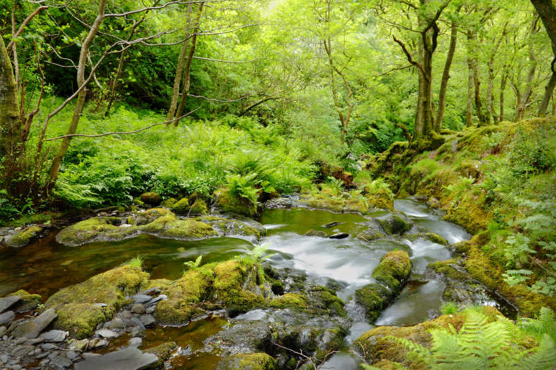 自然森林里的溪流