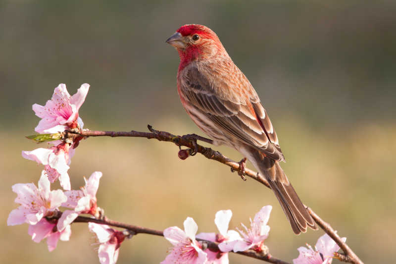 家雀栖息在桃树上