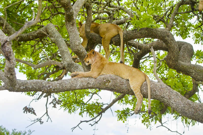两个狮子躺在树枝上