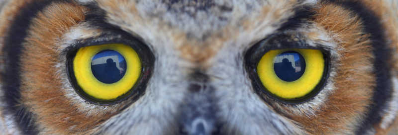 猫头鹰的眼睛特写