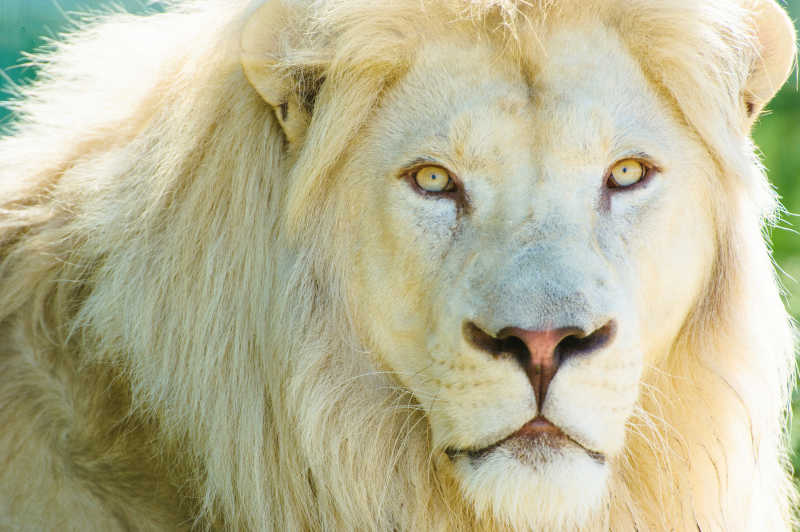 美丽的强大的狮子头部特写