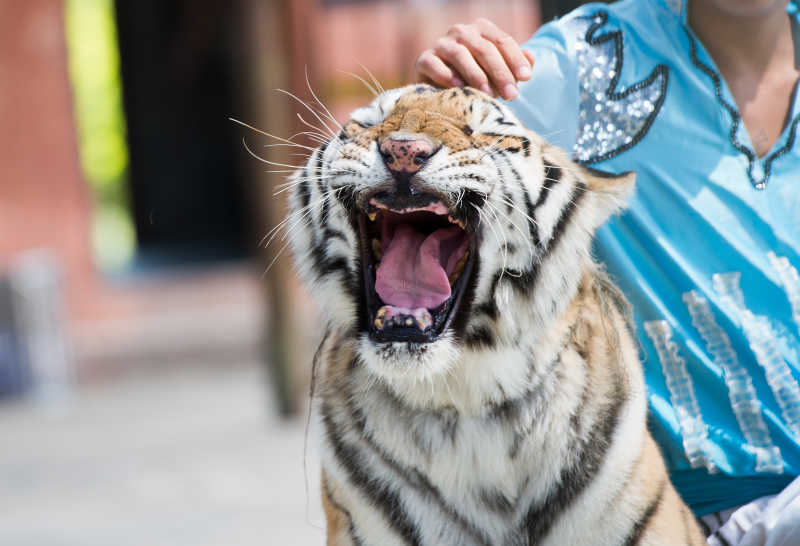 动物园里的教练和老虎