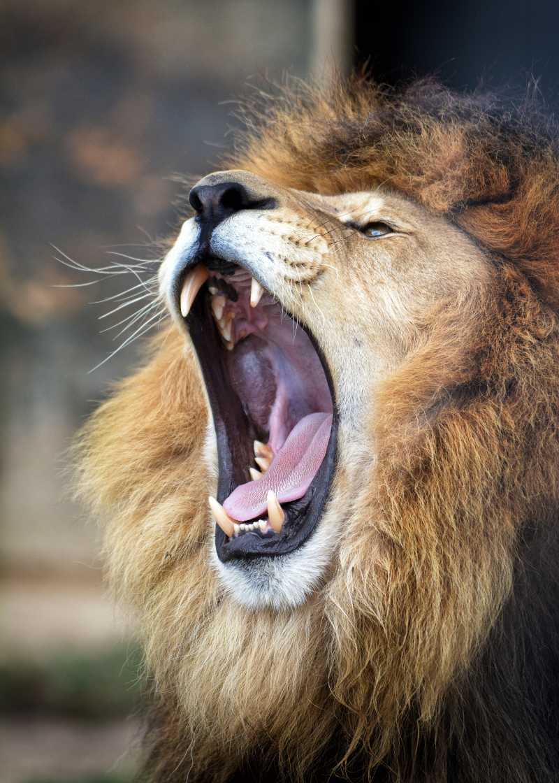 在动物园里打呵欠的狮子