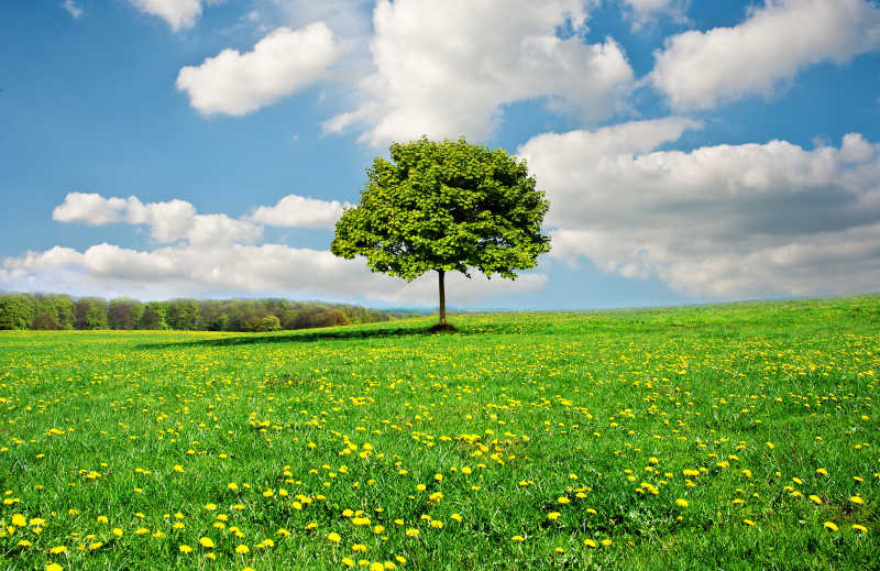 美丽的自然绿色的草地黄色小花