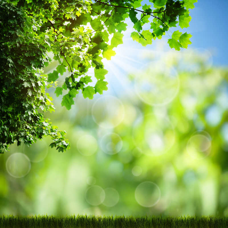 阳光照射在草地上特写