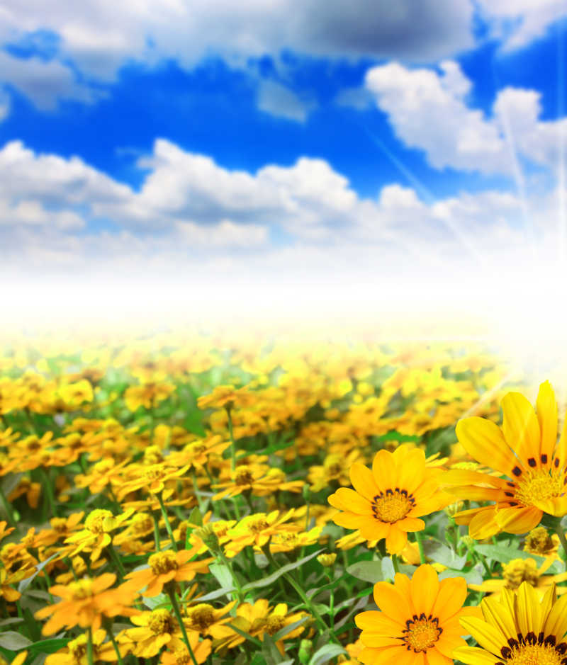 假日花园里的黄色花