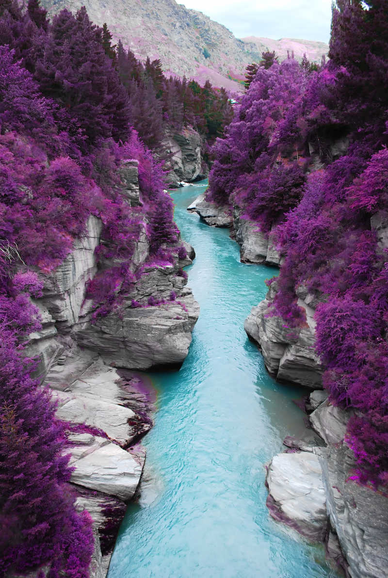 意想不到的风景紫色松树森林山和蓝色小河