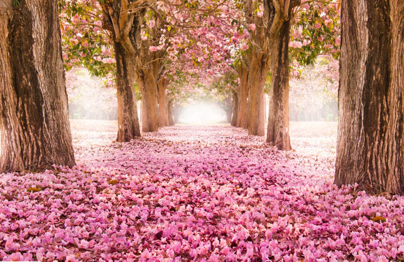 浪漫的粉红色的隧道花树