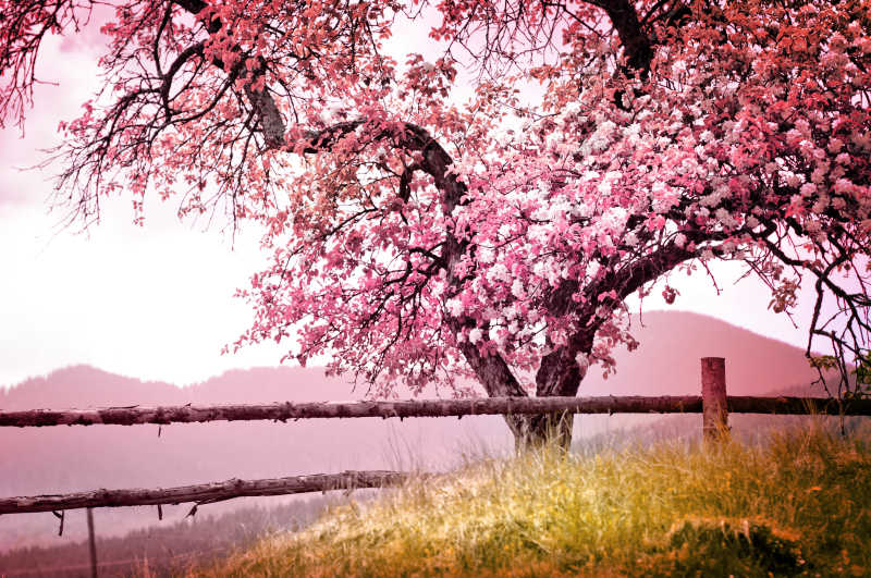 自然风景树上开满了粉色的花朵