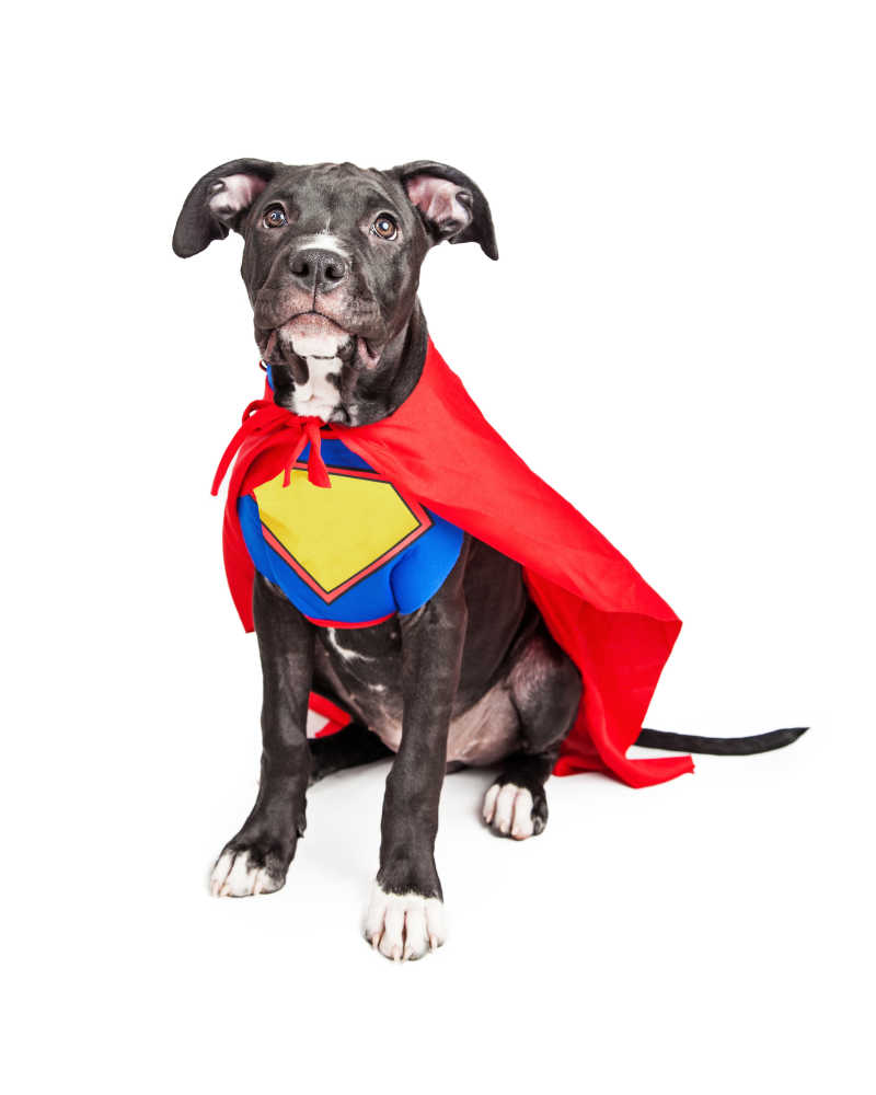 一个穿着超人衣服的坐着的小狗