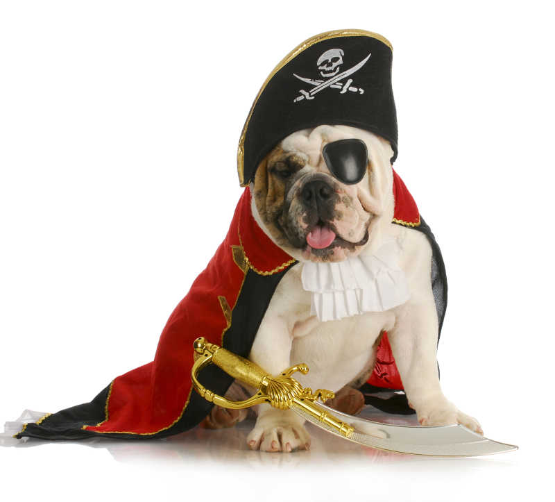 英国牛头犬打扮得像个海盗
