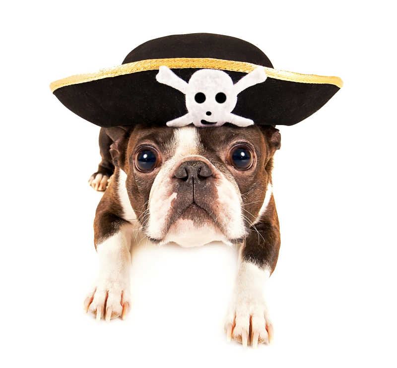 打扮成万圣节海盗的波士顿梗狗