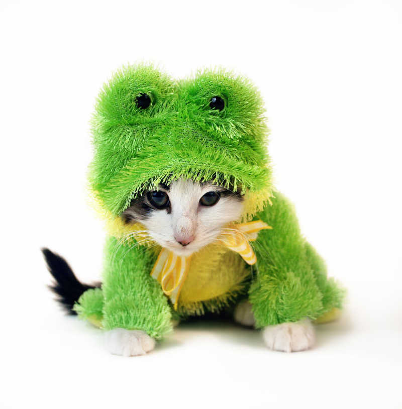 穿着青蛙衣服的可爱的猫咪