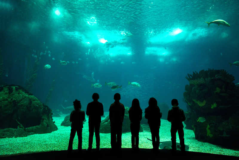 孩子们通过玻璃在水族馆看着鱼