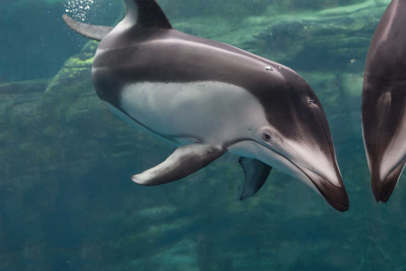 水族馆里的海豚