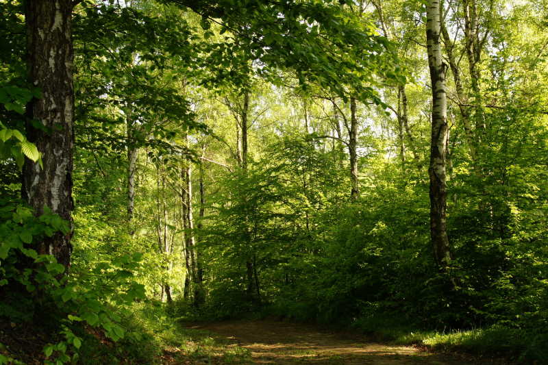 春天公园里的的白桦林路