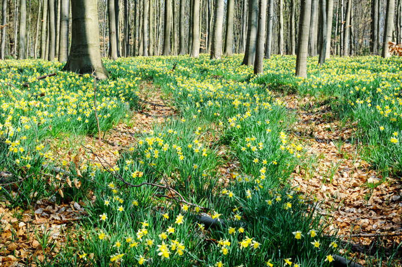 春天的森林树木之间开花的水仙
