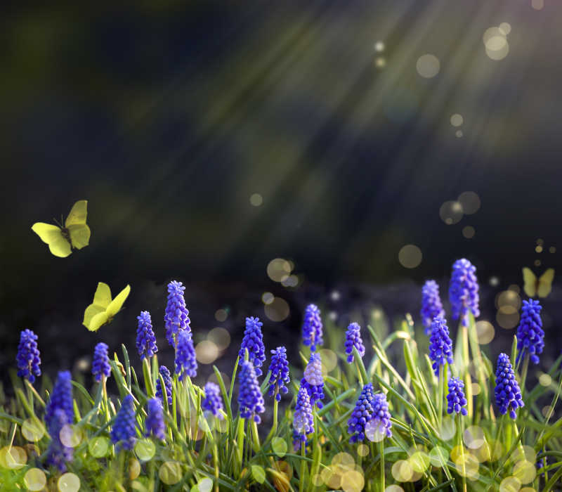 春天阳光下开着紫色花的草地