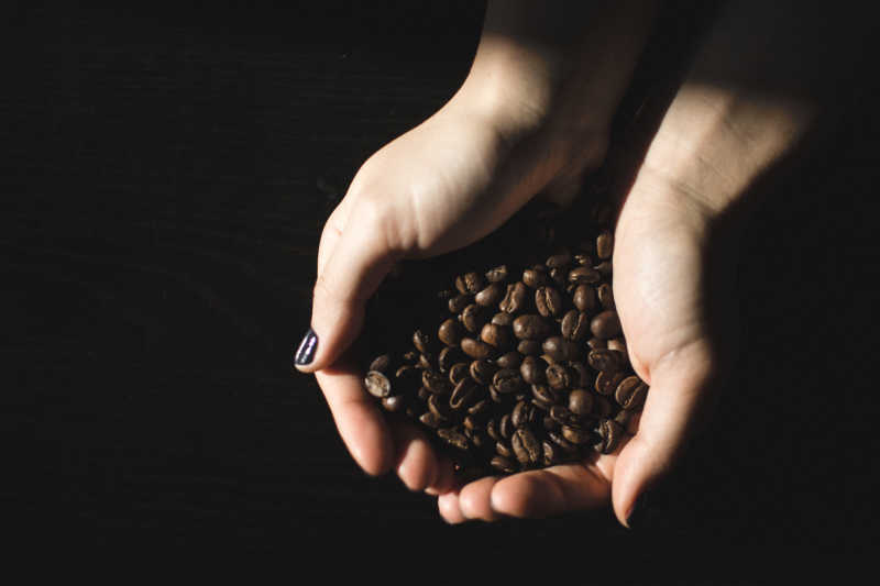 双手捧着的深棕色咖啡豆