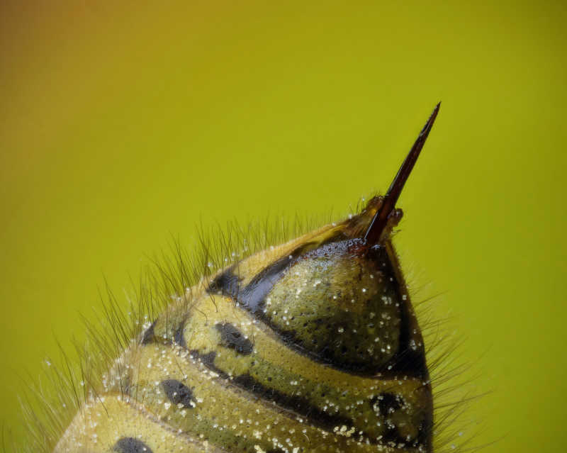 黄蜂刺黄文炳图片