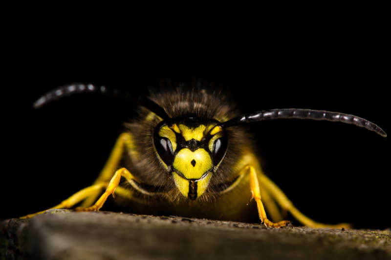 常见的黄蜂正面特写