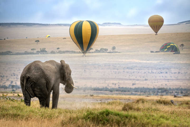 肯尼亚热气球降落背景上的大象